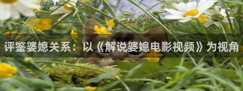 星空影院网免费：评鉴婆媳关系：以《解说婆媳电影视频》为视角